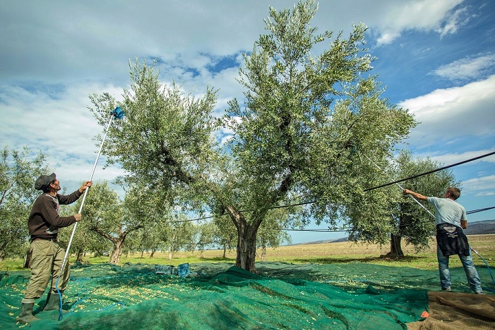 sběr oliv